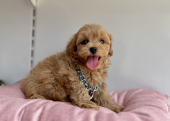 Maltipoo safkan son jenerasyon yavrularımız